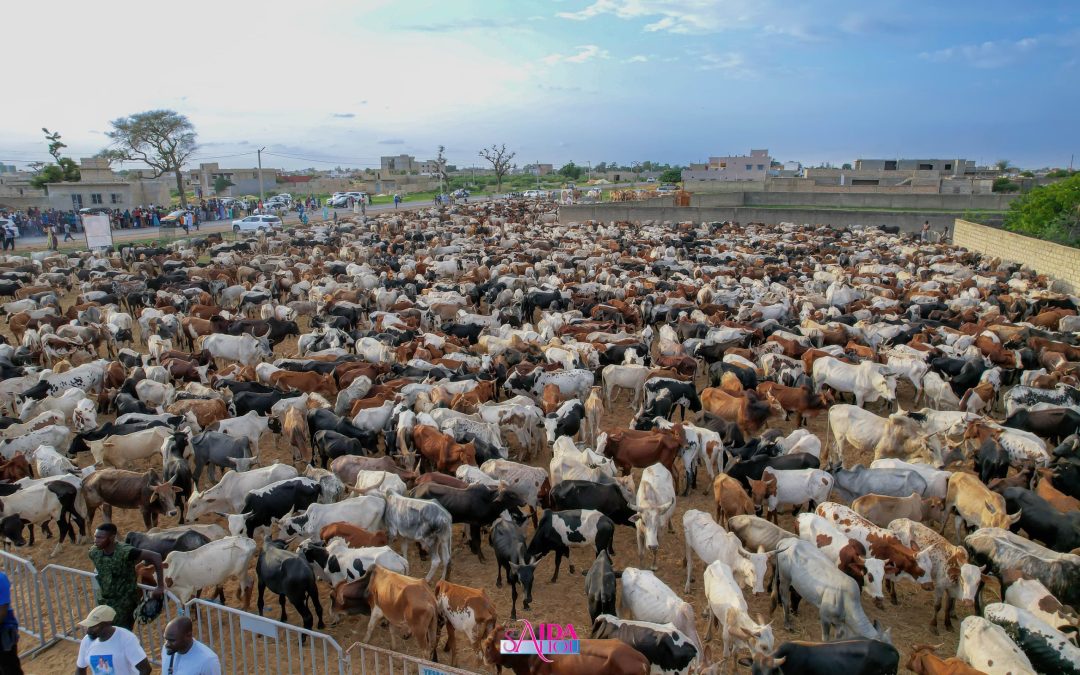 Magal 2025 : Des bœufs à perte de vue… La grandeur inégalée de Sokhna Aïda Saliou pour le Magal